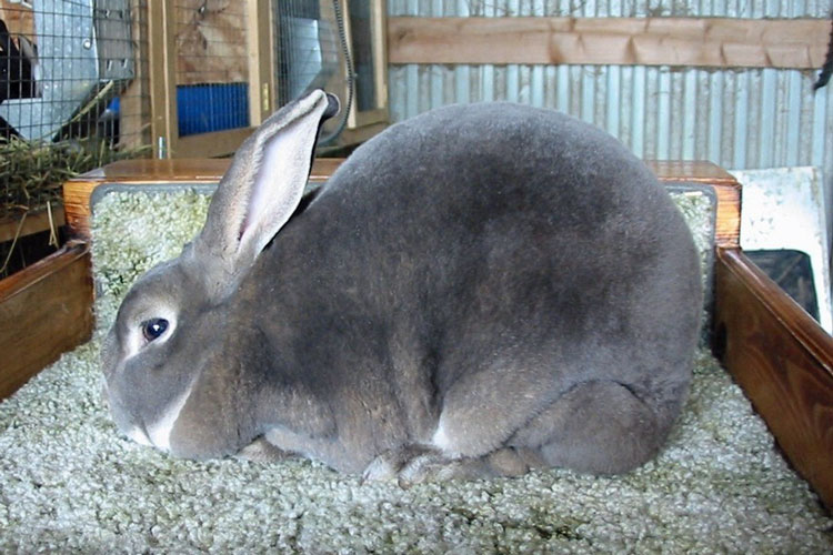 File:Breeds-rex-opal.jpg
