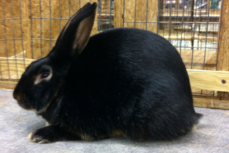 File:Breeds-satin-blackotter.jpg