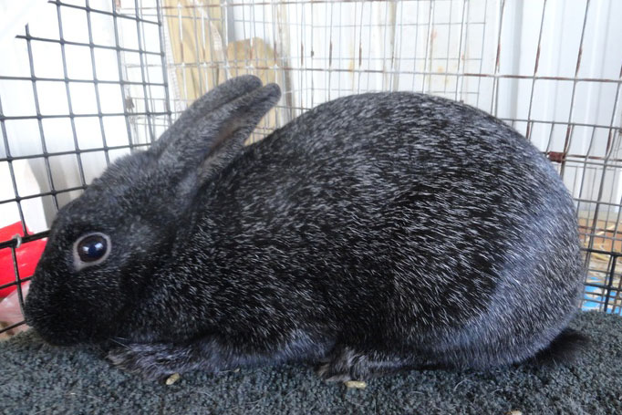 File:Breeds-silver-black.jpg