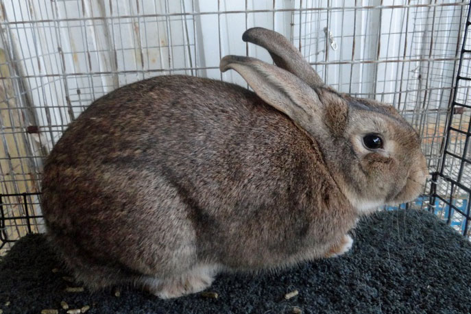 File:Breeds-silver-brown.jpg