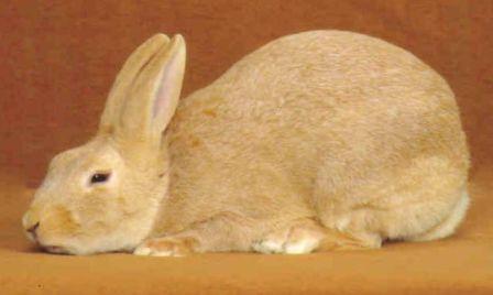 File:Breeds-silver-fawn.jpg