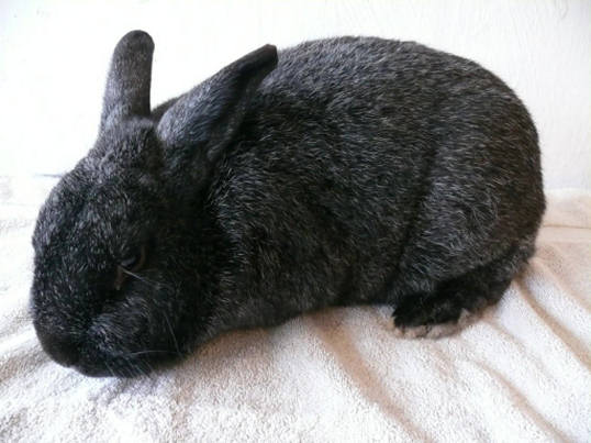 File:Breeds-silverfox-black.jpg
