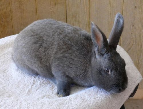 File:Breeds-silverfox-blue.jpg