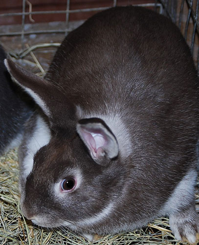 File:Breeds-silvermarten-chocolate.jpg