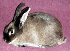 File:Breeds-silvermarten-sable.jpg