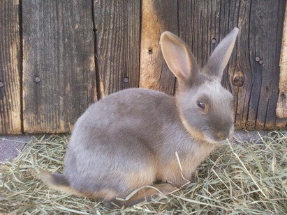 File:Breeds-tan-lilac.jpg