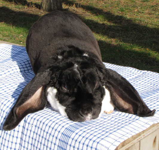 File:Breeds-velveteenlop-brokenblack.jpg