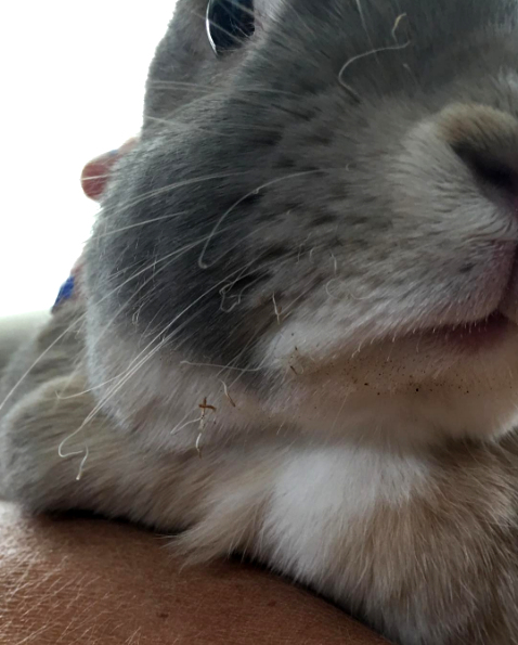 File:BurntWiskers-SandiAndPepper1.jpg