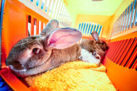 a wide angle closeup of three house rabbits in a carrier with an open door