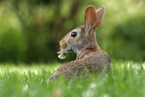 a wild rabbit in the grass