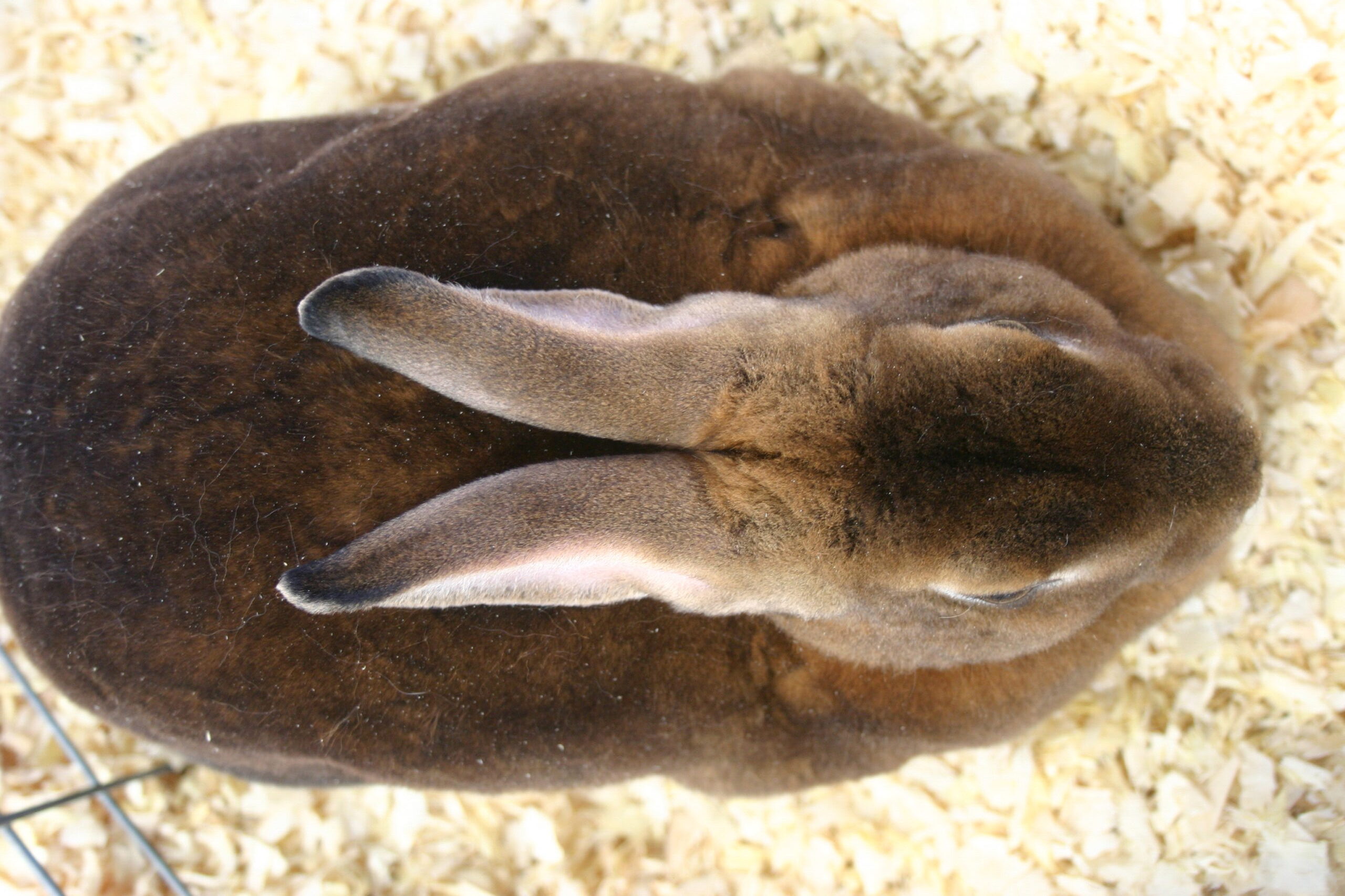 fat rabbit