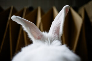 rabbit ears