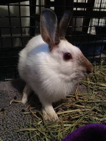 File:HimiCottontail.jpg
