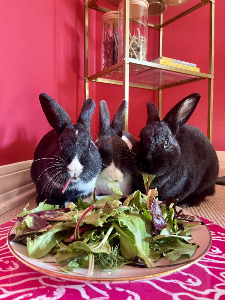 The OG BunMoms Anonymous trio, Phoebe, JoJo, and Peter.