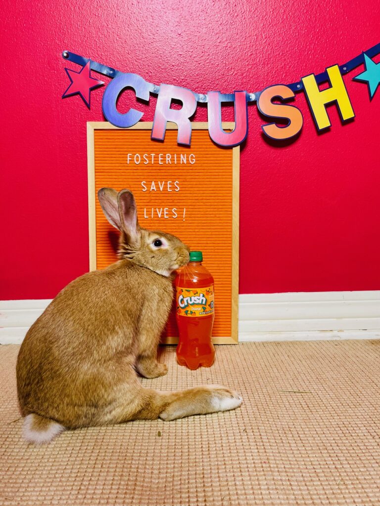 Meet Crush, the newest member of the BunMoms Anonymous fluffle.