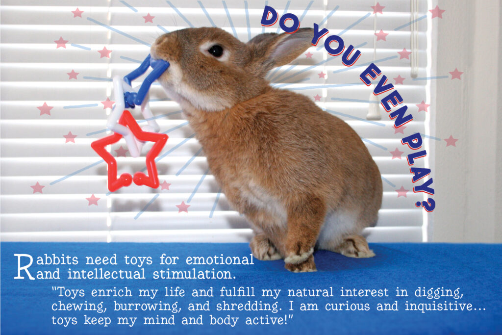 house rabbit happily tossing a bunny toy