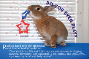 house rabbit happily tossing a bunny toy