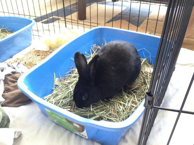 File:Litter-box-example.jpg