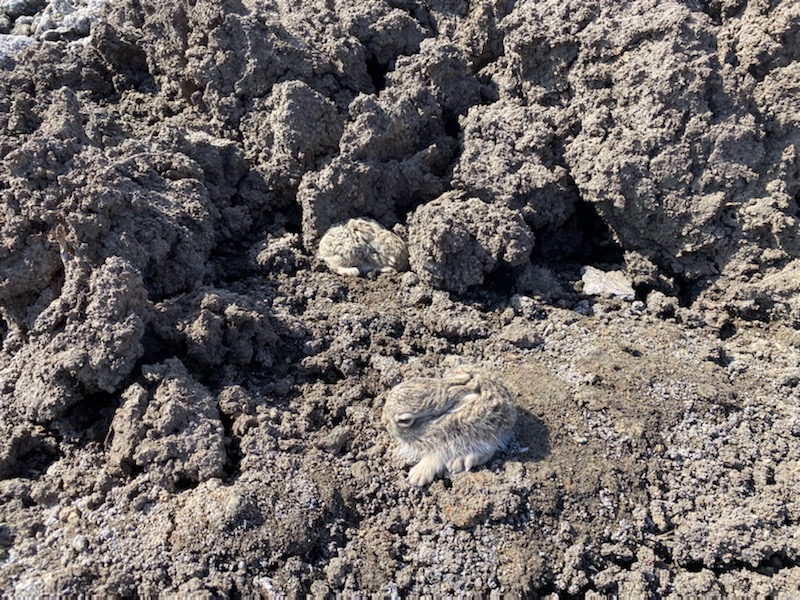 File:LSWR-leveret-dirt-2022-05.jpg
