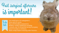 spayed house rabbit