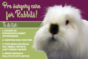 house rabbit with text