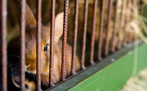 File:RabbitAloneReport1.jpg