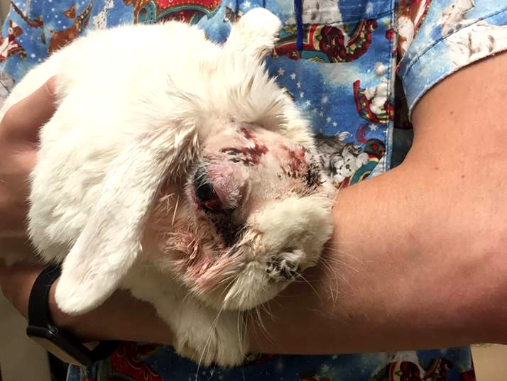File:RabbitMauledByFerret1a.jpg