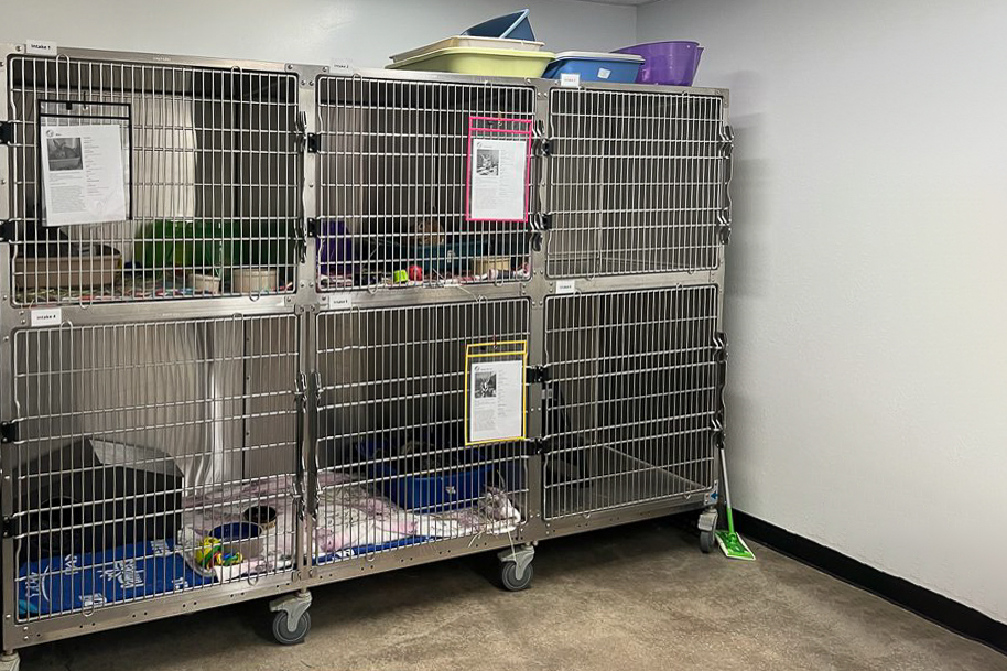 sheter-cages-courtesy-of-sdhrs-SDHRS-Quarantine-Edit Shelter quarantine cages. Photo courtesy of <a href=index-79.html itemprop=