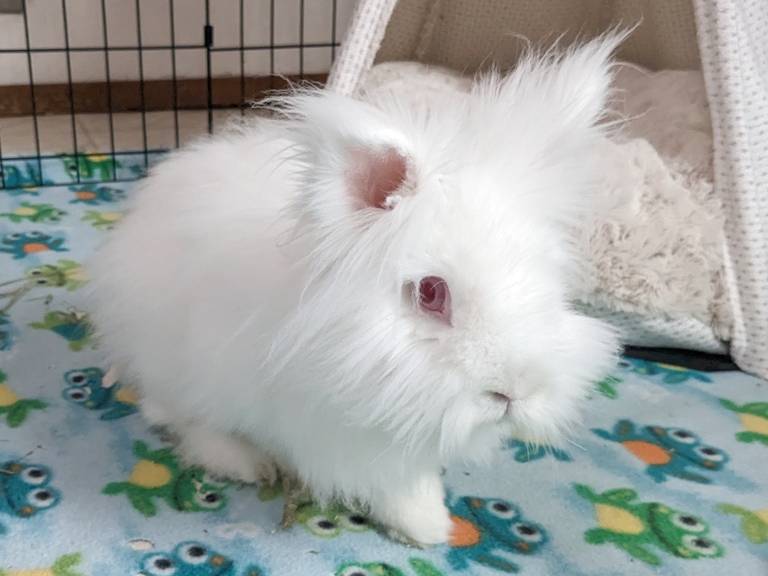 File:SneakyDragon-REW-lionhead-202401.jpg