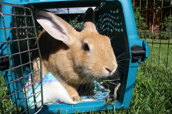 File:Sneakydragon foster arabella peering carrier.jpg