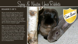 Mouse and Duchess image and infographic courtesy Amy Ramnaraine.