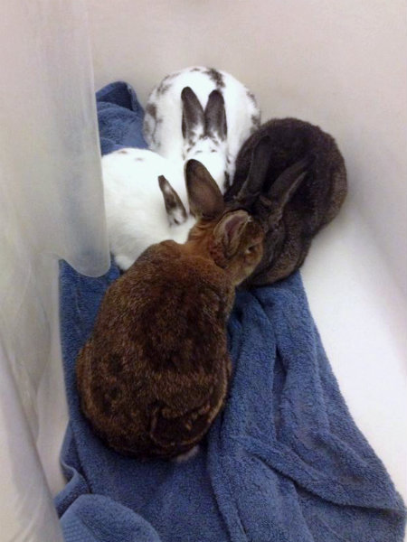 File:Speakstruth quad bathtub bonding towel.jpg