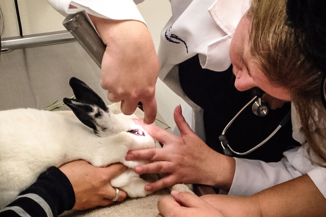 vet-exam-4x6-Dr.-Gleeson-examining-Pippin-2-cc-Susan Stienstra great rabbit-savvy vet examining a rabbit