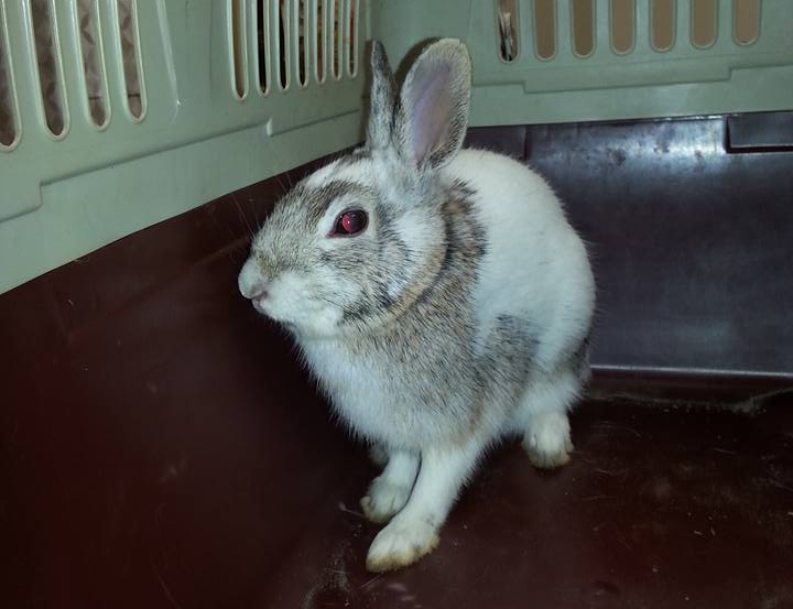 File:WhiteCottonTail1a.jpg