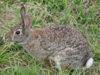 wild rabbit