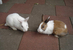 Rabbithabbit-vienna4.png