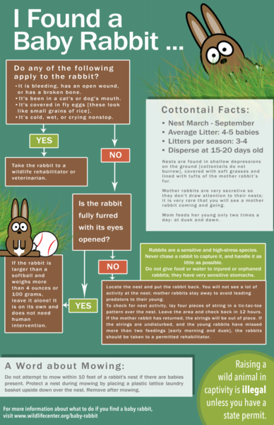 File:Baby Rabbit-The Wildlife Center of Virginia.png
