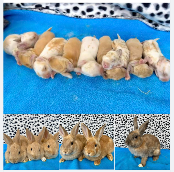 File:KnR-3litter-202401.png