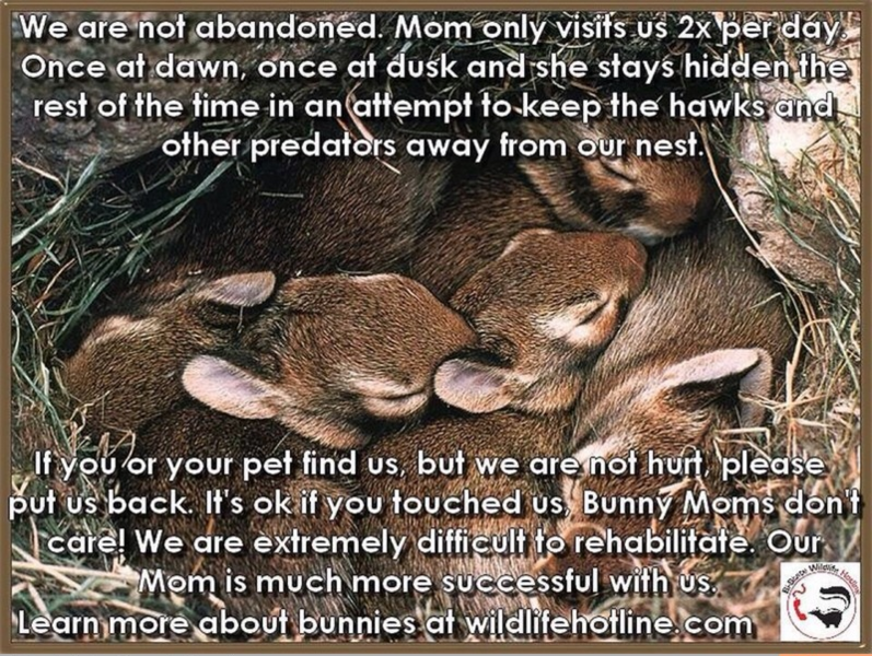 File:Babycottontails1.png