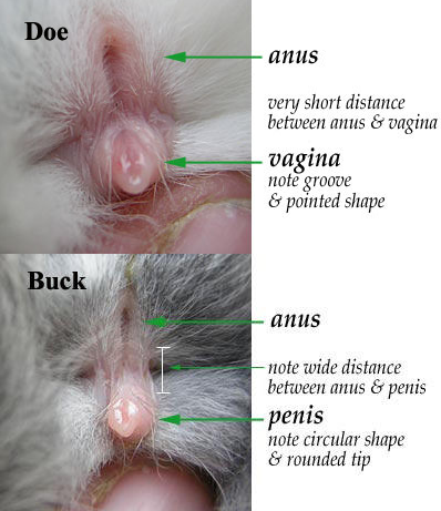 File:Narla'sHutchSexingYourRabbit1.png