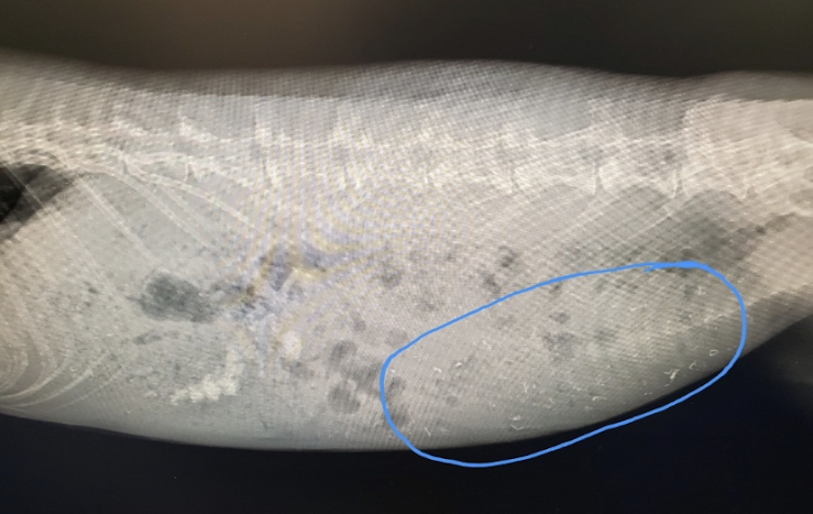 File:Puffy-xray-copper.png