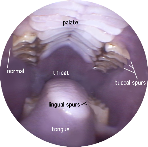 File:RabbitSpurs-TeethMolar.png