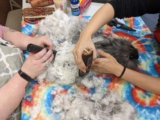 File:Sneakydragon-angora-trim-2022-07.png